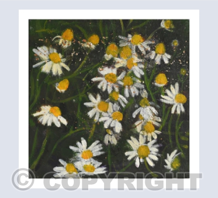 CAMOMILE