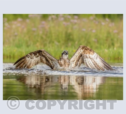 Osprey Ready For Takeoff