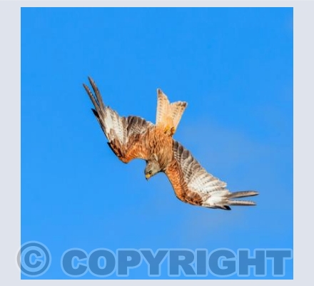 Red Kite Diving