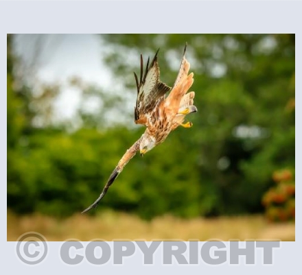 Red Kite Attack