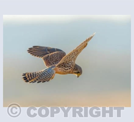 Kestrel at Dusk