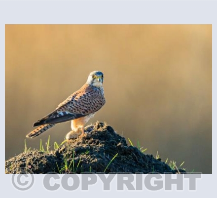 Kestrel Last Catch of the Day