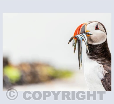 Hope for Puffins