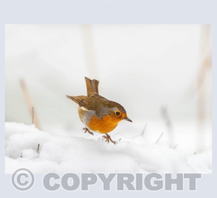 Robin Skipping in the Snow