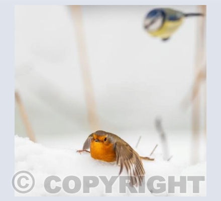 Robin startled in the snow