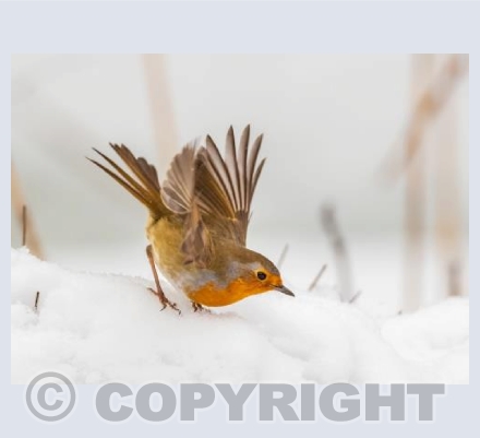 Robin in the Winter Snow