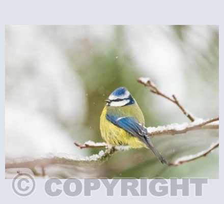 Blue Tit in the Snow