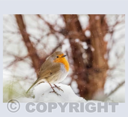 Robin on Patrol in the Snow