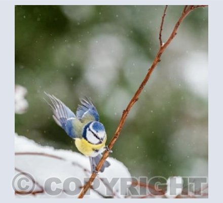 Blue Tit Waiting its Turn