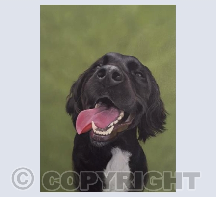 Angus