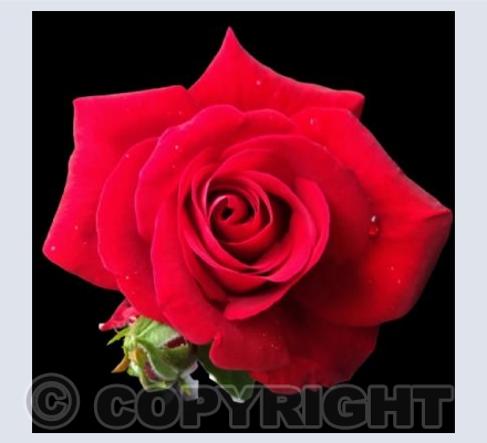 Red Rose