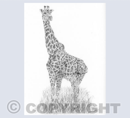 In The Long Grass