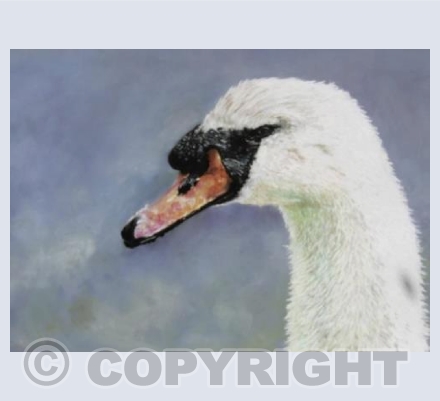 Mute Swan