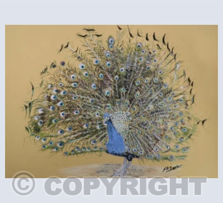 Peacock