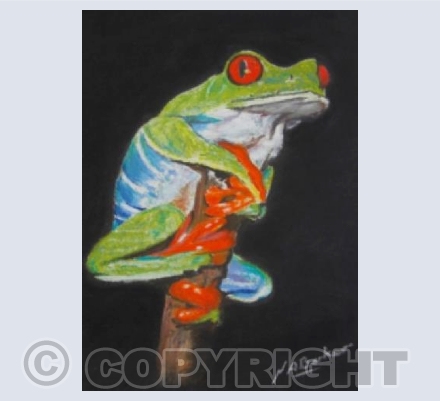 Red Eyed Tree Frog