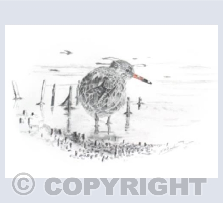 Red Shank