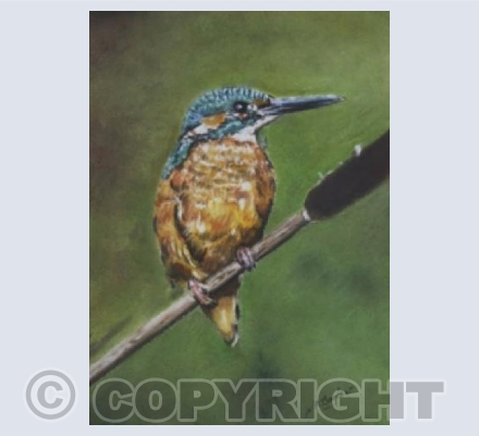 British Kingfisher