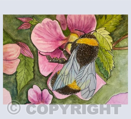 Bumble bee - line and wash