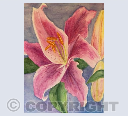 Pink Stargazer Lily