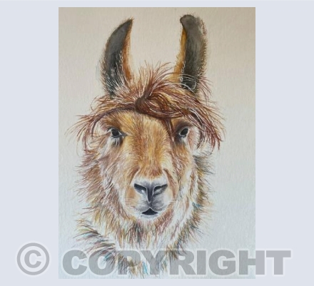 Llama 