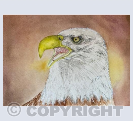 Bald Eagle 