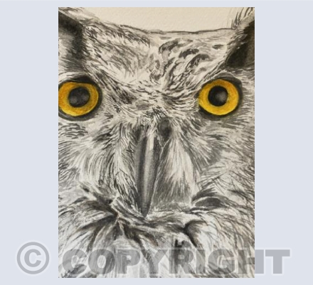 Eagle Owl close up 