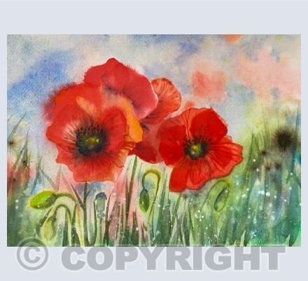 Poppies 5