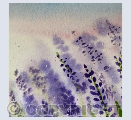 Lavender 2