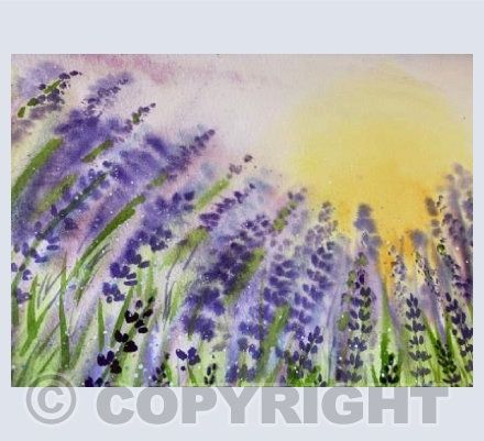 Lavender 3