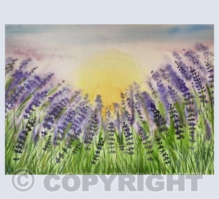 Lavender 5