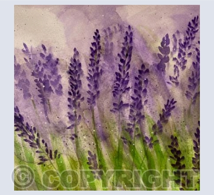 Lavender 6