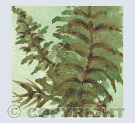 Fernery Watercolour 2