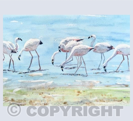 Flamingos