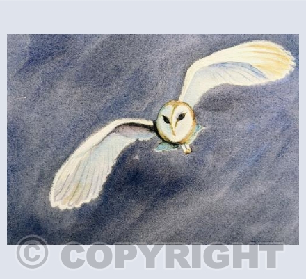 Night owl