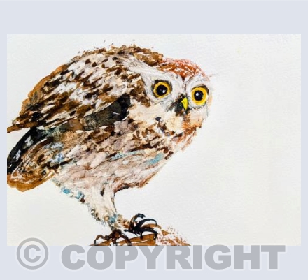 Little owl
