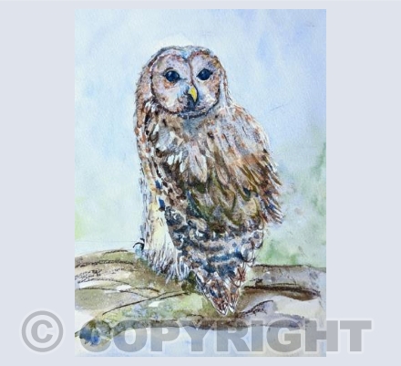 Tawny owl