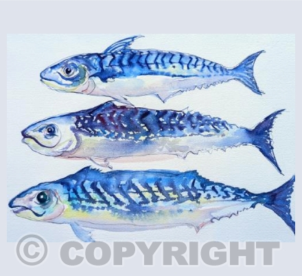 Mackerel