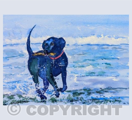 Black Labrador