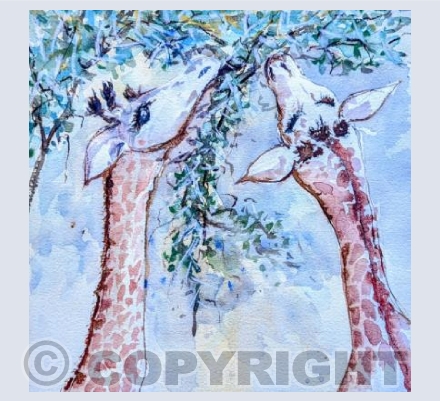 Giraffes