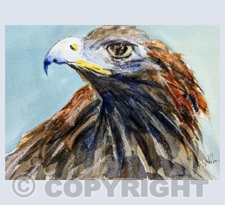 Eagle eyed