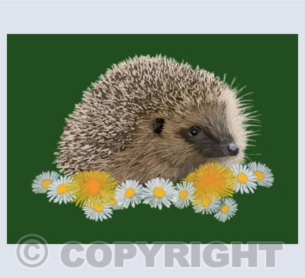 Hedgehog