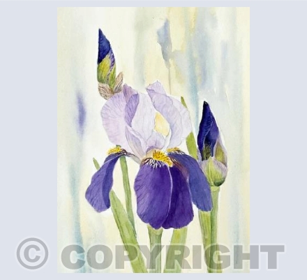 Summer Iris