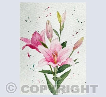 Pink Lily