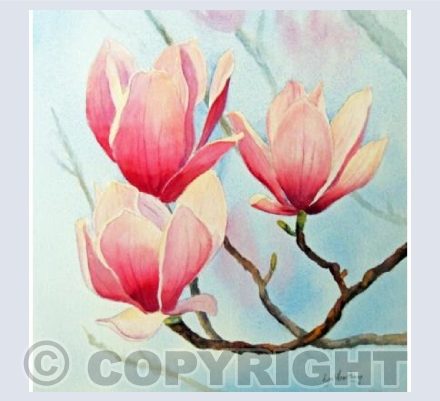 Magnolia