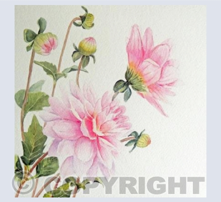 Pink Dahlia
