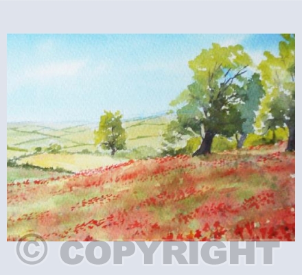 Poppy Fields
