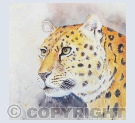 Endangered - Amur Leopard
