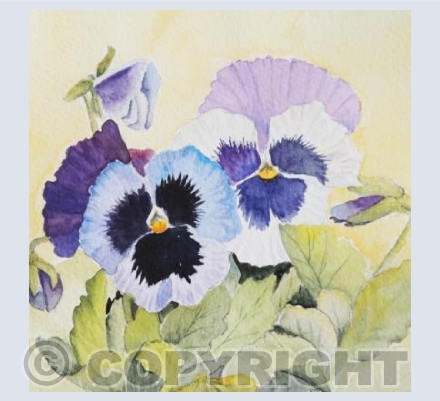 Spring Pansies