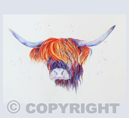 Colourful Highland Cow