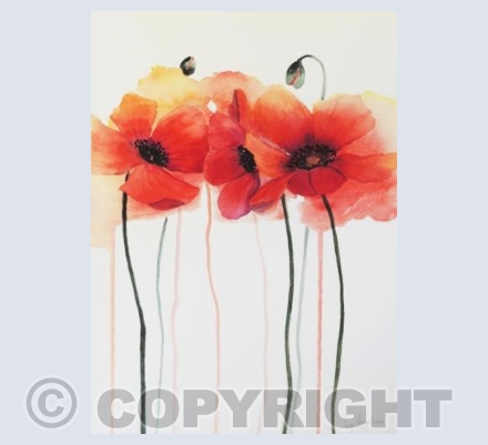 Red Poppies